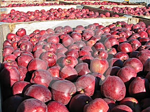 Many fresh picked red delicious apples in bins during fall harvest