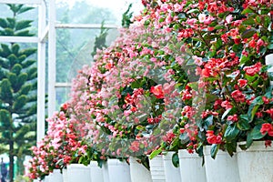 Many fresh potted pink and red flowers line neatly