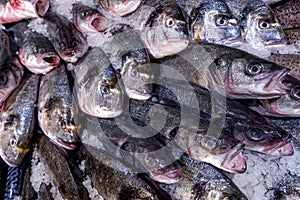 Many fresh raw fishes sea bass