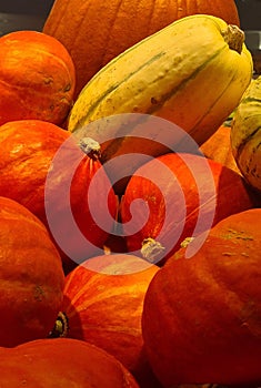 Many fresh red pumpkins