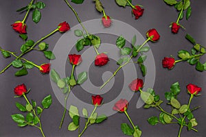 Many fresh red rose flowers on black background. Floral composition, mourning card for event. Mourning, condolence, comemoration