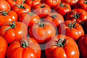 Many fresh red tomatoes big fruit type.