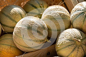 Many fresh ripe green organic avocados in box on farmers market in Spain