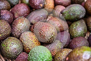 Many fresh ripe green organic avocados in box on farmers market in Spain