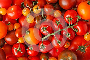 Many fresh ripe red and  tomatoes as background, top view