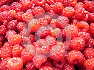Many fresh, ripe and sweet raspberries, clouseup