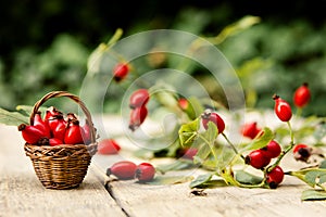 Many fresh rose hips