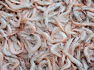 Many fresh shrimp