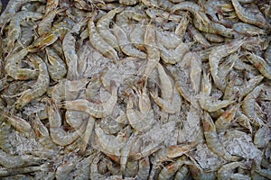 Many fresh shrimp just catch from fishery ship to sell at seafood market