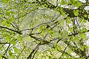 Many fresh spring leaves on a tree
