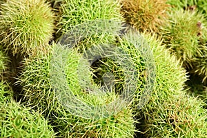 Many fresh sweet edible chestnuts as background, closeup