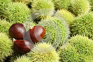 Many fresh sweet edible chestnuts as background, closeup