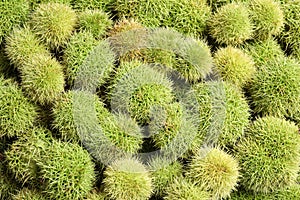 Many fresh sweet edible chestnuts as background, closeup