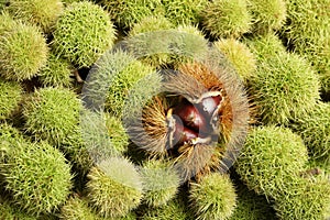 Many fresh sweet edible chestnuts as background, closeup