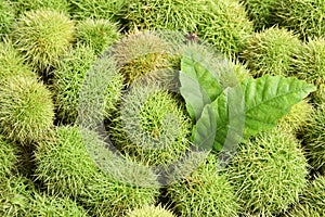 Many fresh sweet edible chestnuts as background, closeup