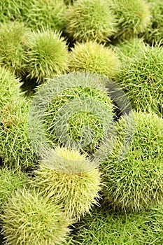 Many fresh sweet edible chestnuts as background, closeup