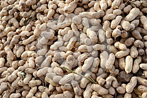 Many freshly-dug peanuts