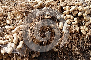 Many freshly-dug peanuts with roots