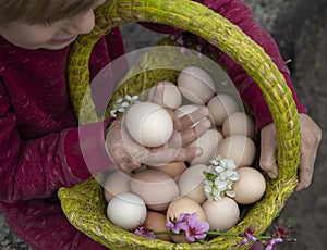 Many freshly picked eggs in green basket in children\'s hands. child looks at egg with interest