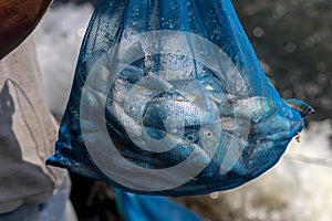 Many freshwater fish in a blue mesh bag.
