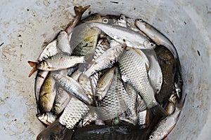 Many freshwater fishes caught with local  tool