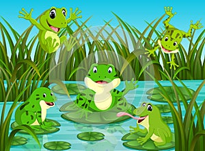 Many frogs on leaf with river scene photo