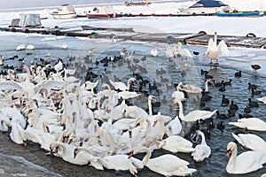 Many frozen birds in the river Danube