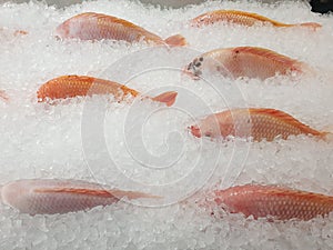 Many frozen fish are frozen in ice for freshness.