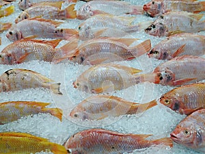 Many frozen tilapia fish are sold in the market