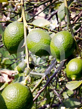 Many fruit of lemon it berry soure in eating photo