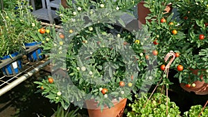 Many fruiting of solanum chilli plant