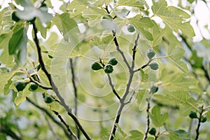 Many fruits of green figs on tree branches covered with raindrops.