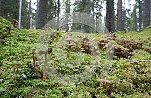 Many funnel chanterelles, Craterellus tubaeformis growing among moss in coniferous forest photo