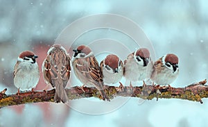 Many funny little birds sparrows are sitting nearby on a tree branch in the winter garden under falling snowflakes and tweet