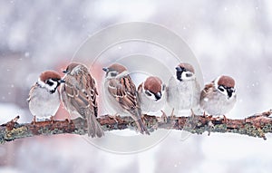 Ridicolo poco birdwatching passeri Sono sul un albero ramo inverno giardino cadente un allegramente 