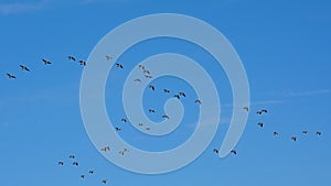 Many geese in flight formation a blue sky - Branta canadensis