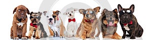 Many gentlemen dogs with bowties on white background