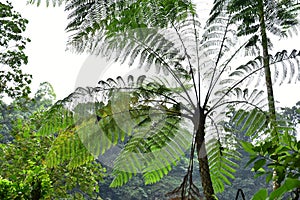 Many giant fern trees in cliffs and valleys, vines and bushes are located in Indonesia`s tropical rain forests. can be used as