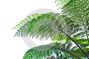 Many giant fern trees in a tropical rain forest with a background of blue sky and white clouds. can be used as background and