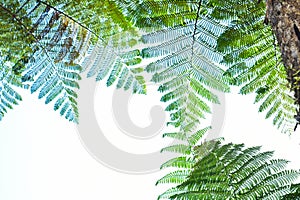 Many giant fern trees in a tropical rain forest with a background of blue sky and white clouds. can be used as background and