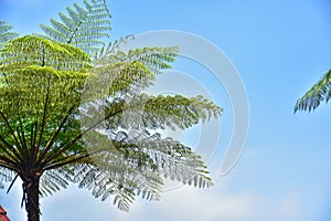 Many giant fern trees in a tropical rain forest with a background of blue sky and white clouds. can be used as background and