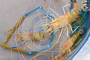 Many giant prawn in the water for sale in the market