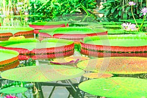 Many giant red green Water Lily Pad of Victoria Amazonica in a tropical pond