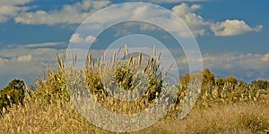 Many giant reed canes under a blue sky with fluffy clouds - Arundo donax