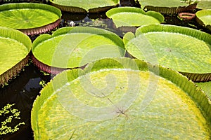 Many giant victoria lotus flowers planted in water,huge lotus leaf blooming,victoria water lily floating on the surface of a pond,