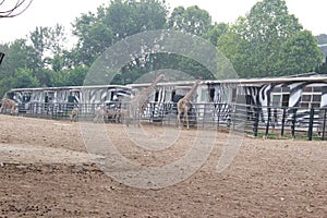 Many giraffes are waiting for food