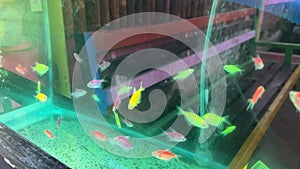 Many glow fish with neon bright color in a fish tank
