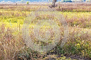 Many gnats on a grass