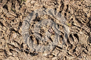 Many goat tracks on the ground