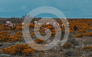 Many goats eating grass on the countryside.